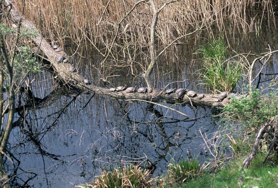 Nestos, Meer Und Berge - Griechenland Mal Anders Zarkadhia Ngoại thất bức ảnh