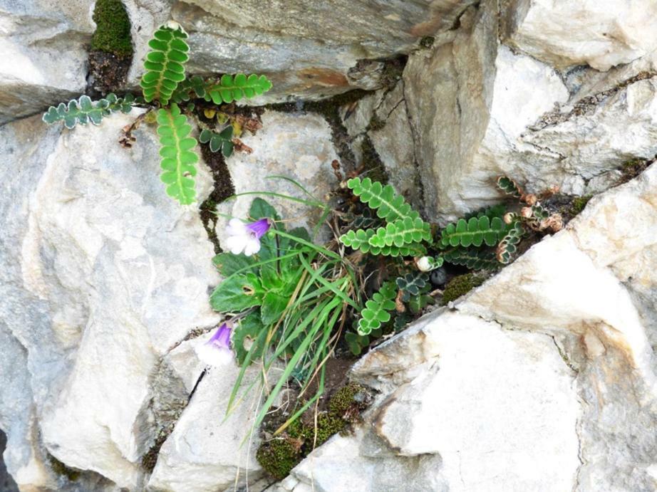 Nestos, Meer Und Berge - Griechenland Mal Anders Zarkadhia Ngoại thất bức ảnh